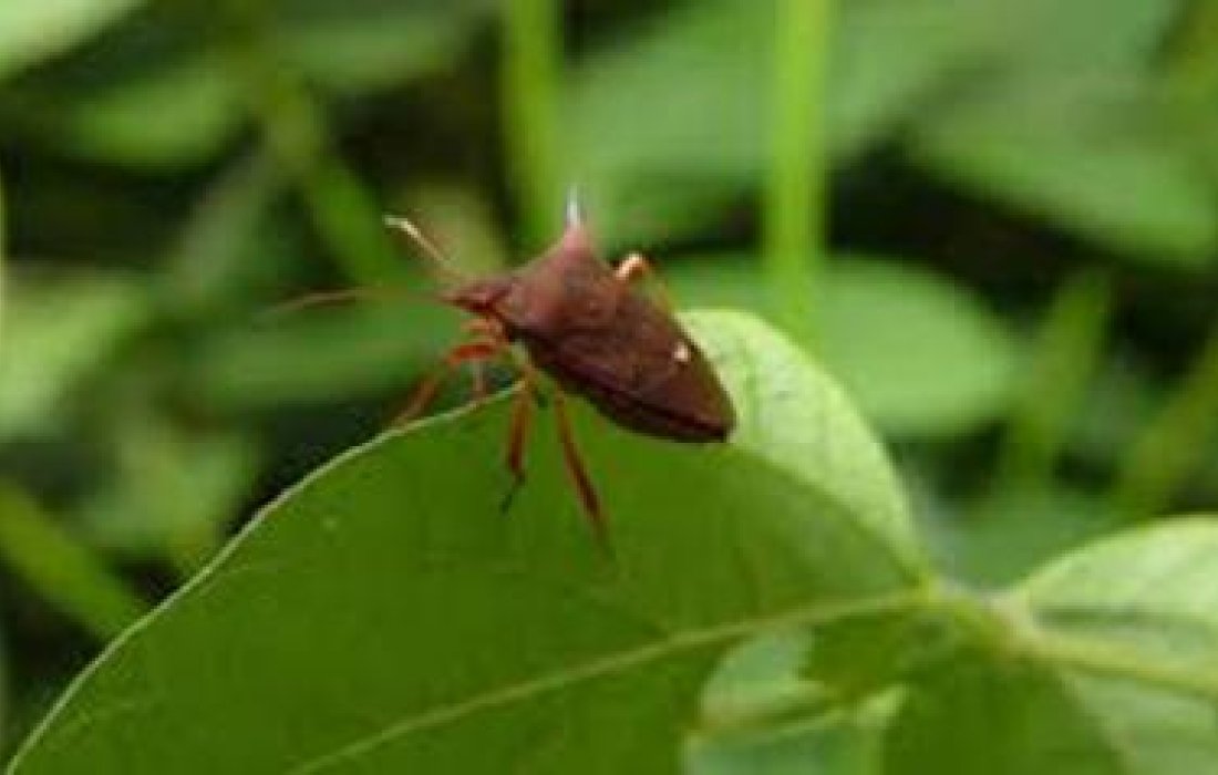 Monitoramento de pragas: soja com vagem requer aten&ccedil;&atilde;o especial