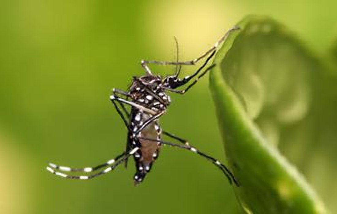 Dengue: preven&ccedil;&atilde;o &eacute; a melhor medida contra a doen&ccedil;a