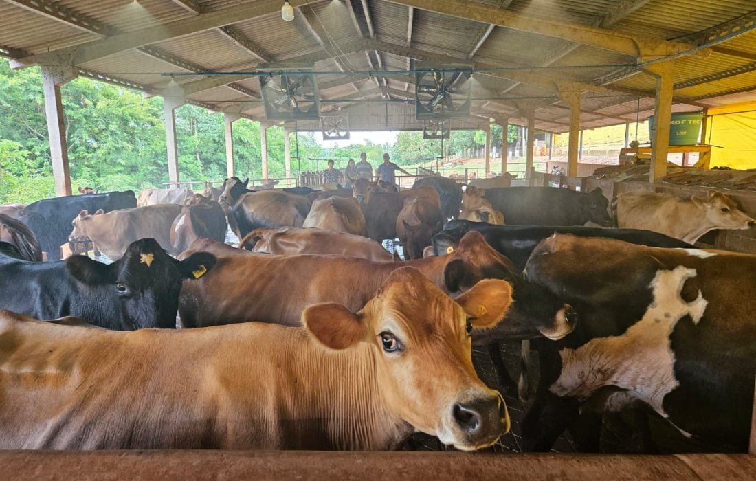 Bem-estar animal potencializa a produ&ccedil;&atilde;o de leite 
