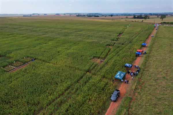 Copagril realiza Dia de Campo Milho Safrinha no Mato Grosso do Sul