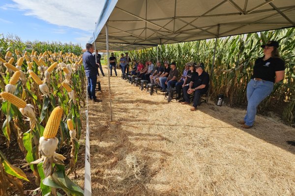 Copagril apresenta novos h&iacute;bridos ao p&uacute;blico do Dia de Campo Milho Safrinha