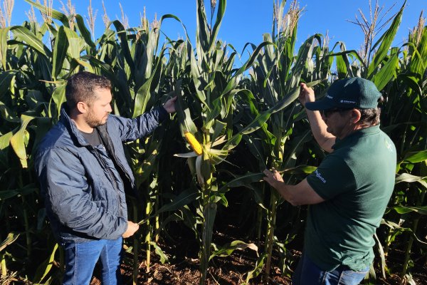 Dia de Campo Milho Safrinha da Copagril apresentar&aacute; desempenho de h&iacute;bridos e manejo sustent&aacute;vel