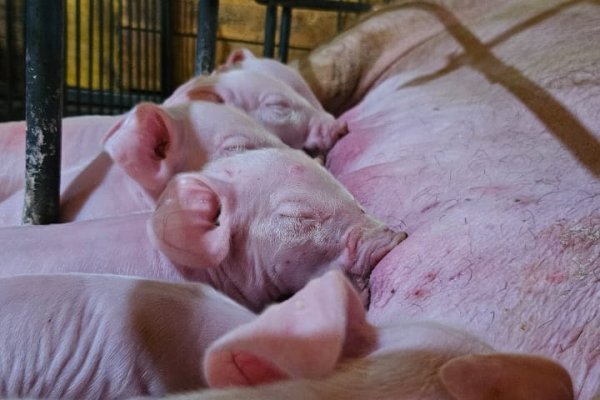 Manejo correto em UPDs aumenta desempenho no n&uacute;mero de leit&otilde;es desmamados