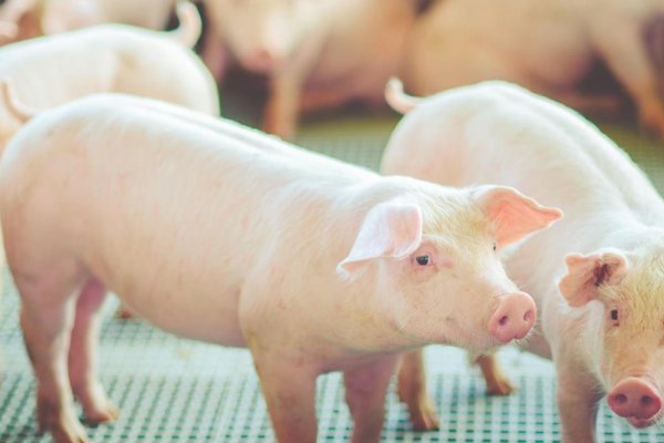 Semin&aacute;rio Anual de Produtores de Su&iacute;nos da Copagril ser&aacute; realizado dia 8
