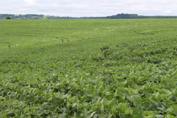 Potencial agr&iacute;cola coloca Brasil &agrave; frente da seguran&ccedil;a alimentar no mundo