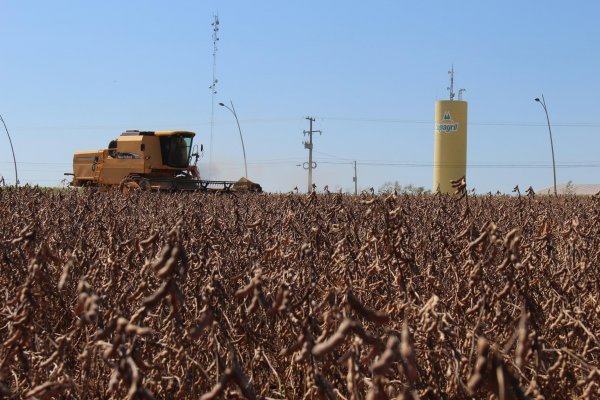 Primeiras lavouras colhidas apresentam bom potencial de produtividade