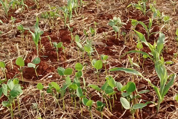 Produtores precisam fazer manejo da soja tiguera na cultura do milho safrinha