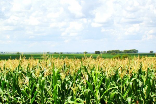Produ&ccedil;&atilde;o de milho deve aumentar 4% na segunda safra no Paran&aacute;