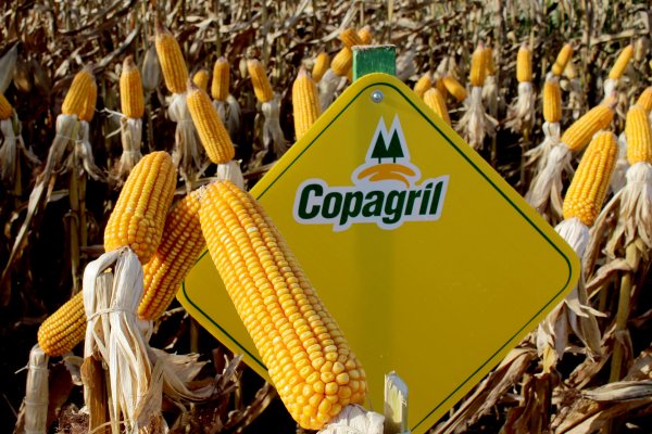 Dia de Campo do Milho Safrinha da Copagril 2016 apresentar&aacute; mais de 50 h&iacute;bridos de milho