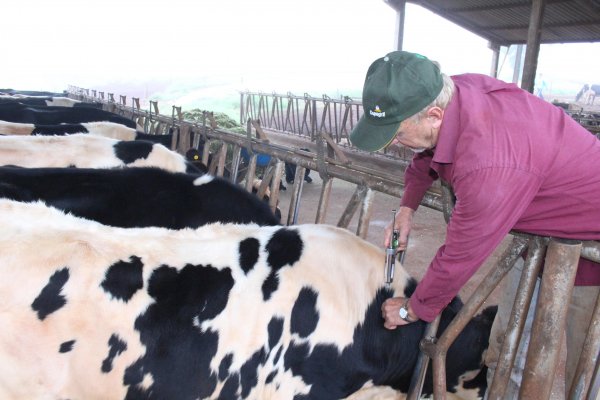 Campanha de vacina&ccedil;&atilde;o contra aftosa segue at&eacute; o pr&oacute;ximo dia 31
