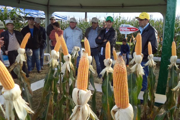 Associados de Gua&iacute;ra participam de Dia de Campo Copagril em Bela Vista