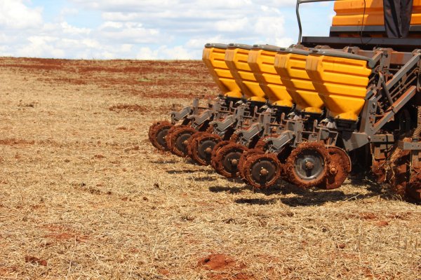 Temperatura do solo adequada na hora do plantio favorece um bom estande de plantas