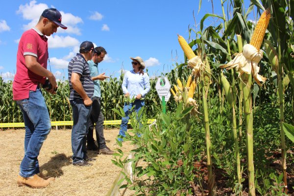 Universidades aproximam teoria &agrave; pr&aacute;tica durante Dia de Campo Copagril