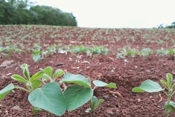 Manejo inicial de plantas daninhas evita matocompeti&ccedil;&atilde;o na cultura da soja