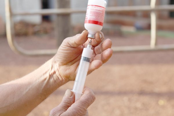 Iniciada segunda etapa da campanha de vacina&ccedil;&atilde;o contra aftosa