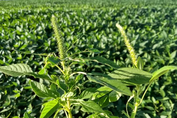 Adapar busca evitar entrada da planta caruru resistente no Paran&aacute;