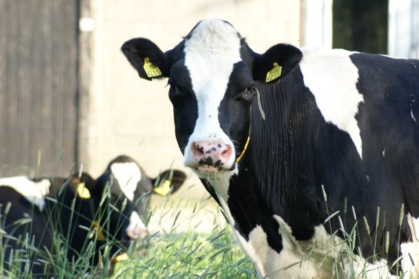 Iniciada campanha de vacina&ccedil;&atilde;o de bovinos contra aftosa