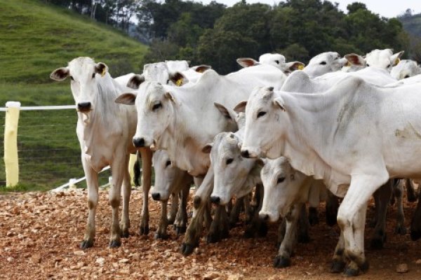Brasil receber&aacute; certifica&ccedil;&atilde;o oficial de pa&iacute;s livre da febre aftosa