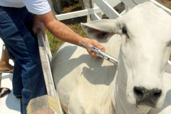 Adapar prorroga campanha de vacina&ccedil;&atilde;o contra a Febre Aftosa