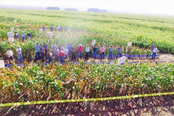 Copagril realiza 1&ordm; Dia de Campo do Milho Safrinha em Eldorado-MS