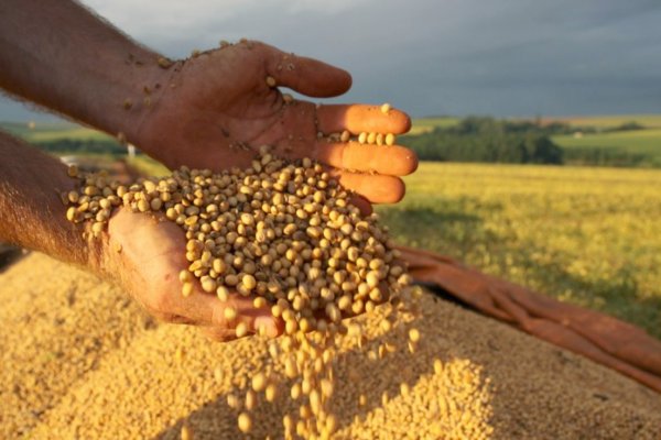 Safra de gr&atilde;os do Brasil dever&aacute; ser a segunda maior da hist&oacute;ria