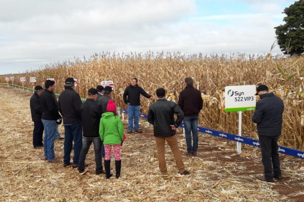 Copagril realiza Dia de Campo do Milho Safrinha em Itaquira&iacute;