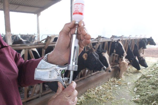 Iniciada campanha de vacina&ccedil;&atilde;o contra febre aftosa