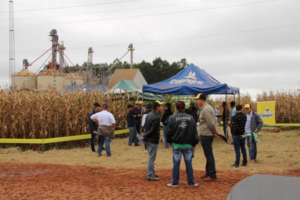Copagril realiza Dia de Campo Milho Safrinha em Bela Vista