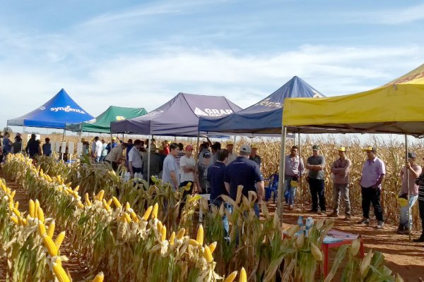 Copagril realiza Dia de Campo do Milho Safrinha em Itaquira&iacute;