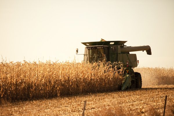 Cresce produ&ccedil;&atilde;o de milho segunda safra no Paran&aacute; e no Mato Grosso do Sul
