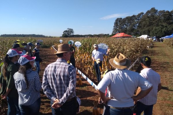 Copagril realiza Dia de Campo do Milho Safrinha em Eldorado