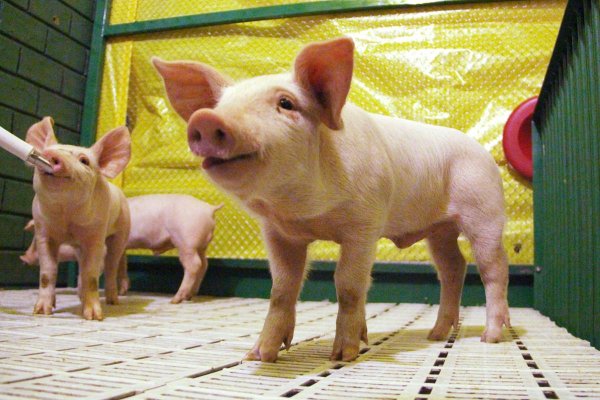 Miniavi&aacute;rio e minicrech&aacute;rio para su&iacute;nos chamam aten&ccedil;&atilde;o de visitantes na Expo Rondon