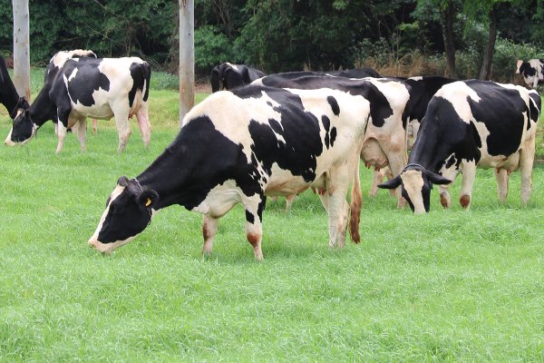 Produtores devem ficar alertas para surto de raiva