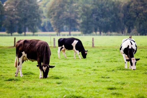 Cadastro obrigat&oacute;rio de animais deve ser feito at&eacute; 30 de novembro
