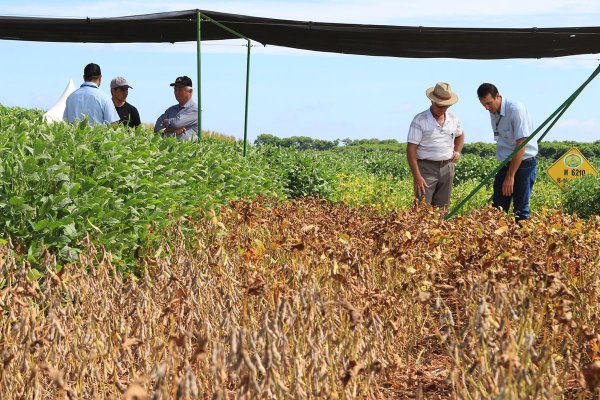 Esta&ccedil;&atilde;o Soja apresenta comparativos para produtores no Dia de Campo Copagril
