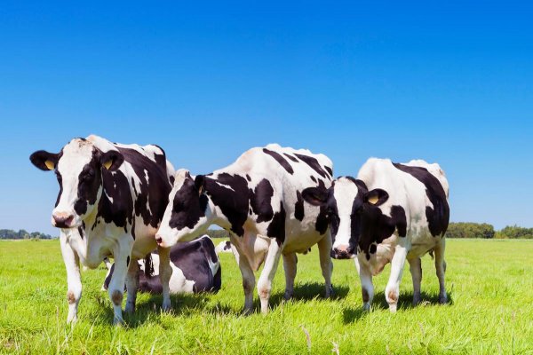 Fim da vacina&ccedil;&atilde;o contra febre aftosa demanda novas responsabilidades