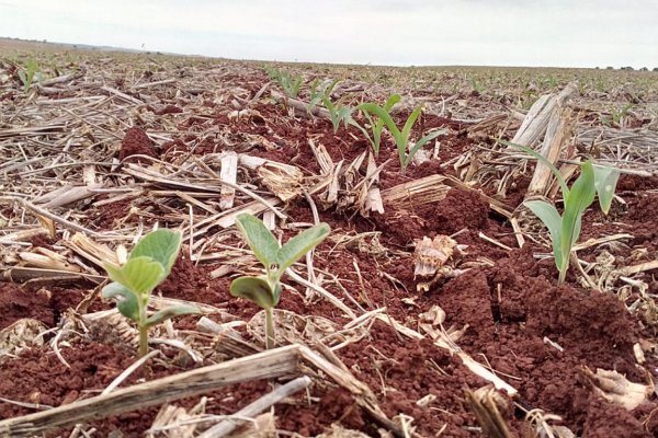 Erradica&ccedil;&atilde;o de plantas de soja tiguera em meio ao milho favorece vazio sanit&aacute;rio da soja