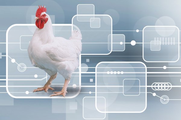 Avicultura 4.0 com novas possibilidades de produ&ccedil;&atilde;o