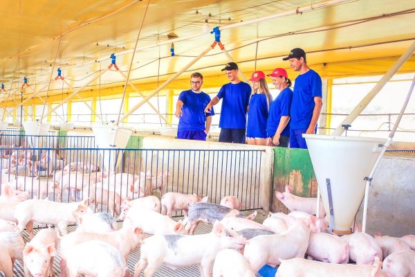 Programa su&iacute;no certificado traz melhorias ao modelo de produ&ccedil;&atilde;o