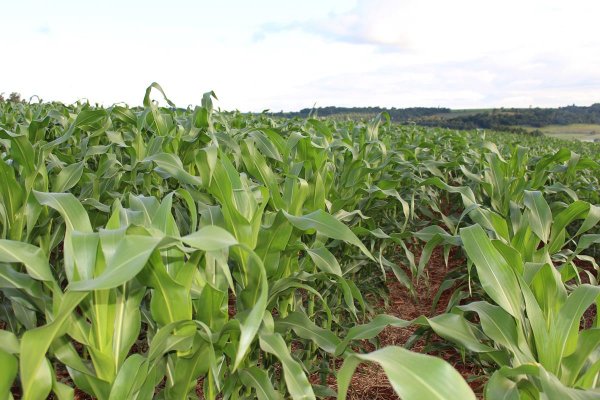 Lavoura sadia &eacute; garantia de plantas com maior qualidade de gr&atilde;os