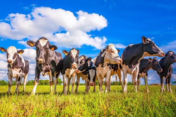 Mais com o mesmo: sele&ccedil;&atilde;o e manejo de animais para a produ&ccedil;&atilde;o leiteira