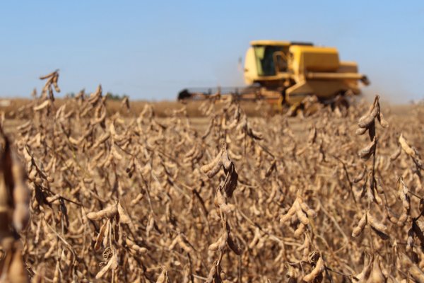 Mesmo com estiagem, soja no Paran&aacute; alcan&ccedil;a produ&ccedil;&atilde;o hist&oacute;rica