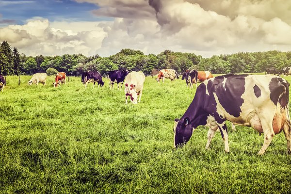 Produ&ccedil;&atilde;o leiteira: per&iacute;odo seco &eacute; a oportunidade para melhorar