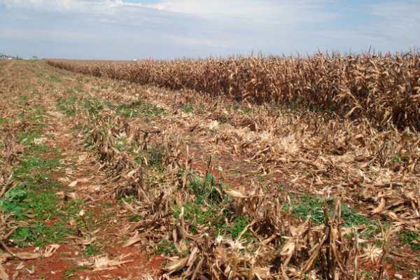 Manejo antecipado para controle de plantas daninhas traz vantagens ao agricultor