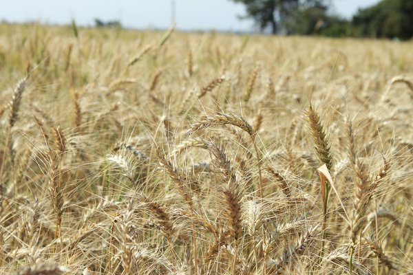 Cultivares de trigo dispon&iacute;veis para avalia&ccedil;&atilde;o dos cooperados Copagril