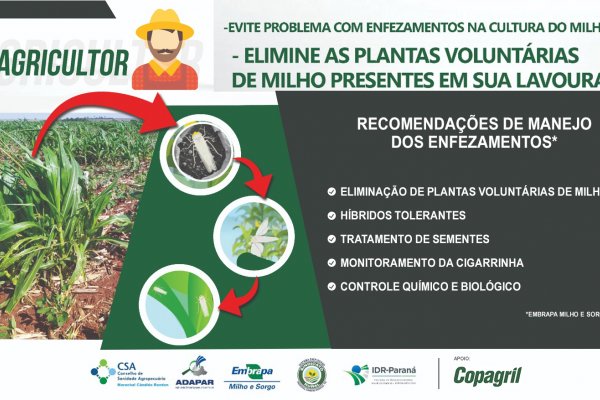 Entidades do setor agron&ocirc;mico alertam produtores sobre enfezamento do milho