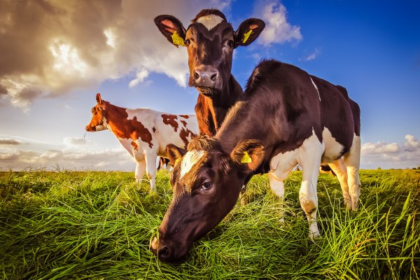 Paran&aacute; cria grupo para combate &agrave; brucelose e &agrave; tuberculose