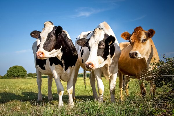 Tripanosomose bovina, que doen&ccedil;a &eacute; essa?