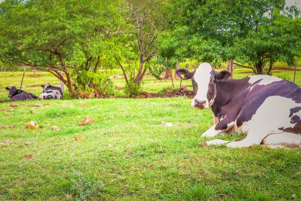 Qualidade do leite e sanidade animal