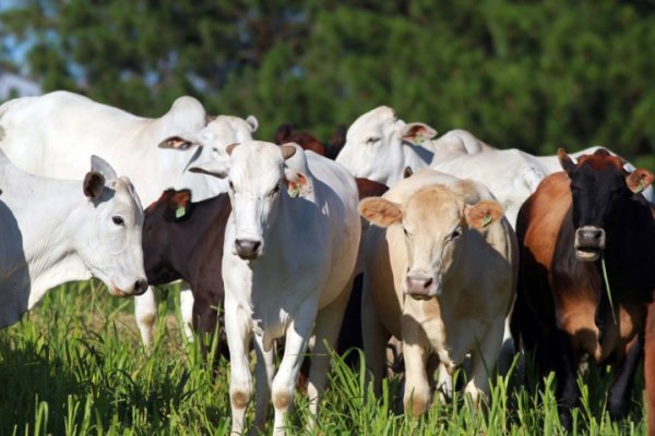 Produtor rural tem at&eacute; 30 de junho para realizar a atualiza&ccedil;&atilde;o dos rebanhos